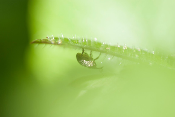 Weevil on a Green Leaf