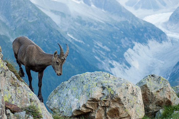 Juvenile Male Alpine Ibex Portrait 2