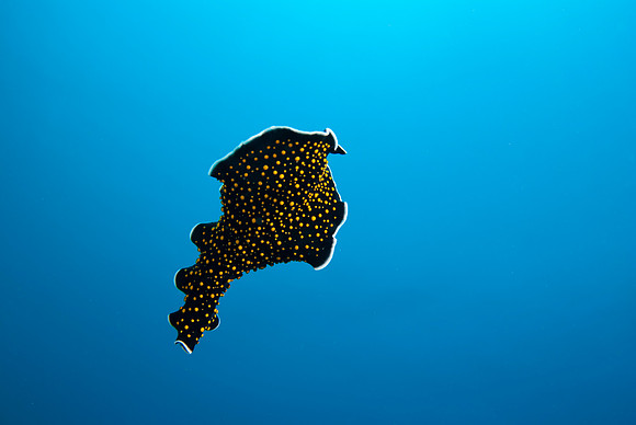 Underwater Ballet 3