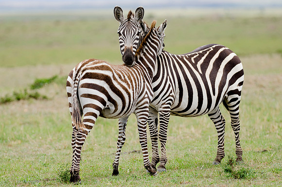 Masai Zebra Portrait 4