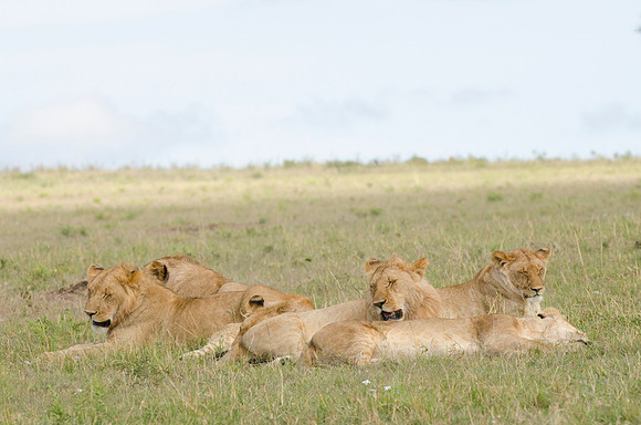 Young Lions having a Siesta