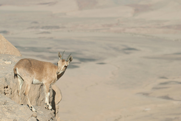 Juvenile Female Nubian Ibex Portrait 3