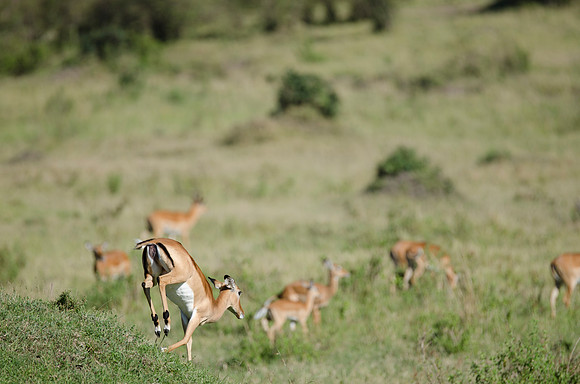 Impara Herd