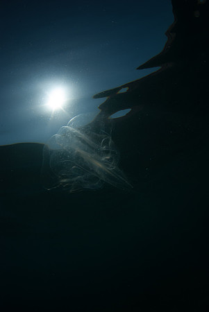 Afterimage of an Angel