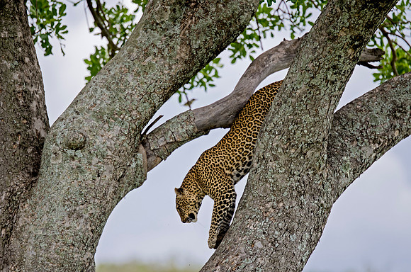 Leopard descending a Tree