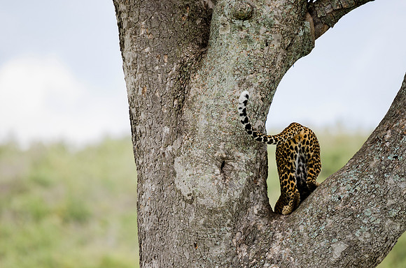 Leopard in a Tree 1