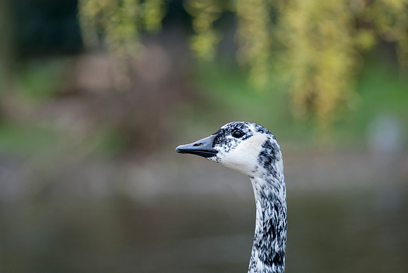 Canadian Goose Portrait 2
