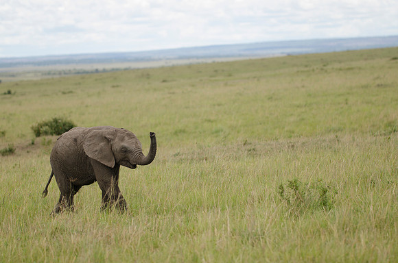 A Little Trumpeter