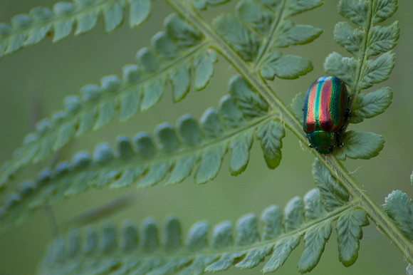 Rainbow Beetle on Fern Leaf
