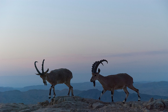 Nubian Ibexes at Dawn 2