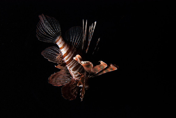 Lionfish Flight