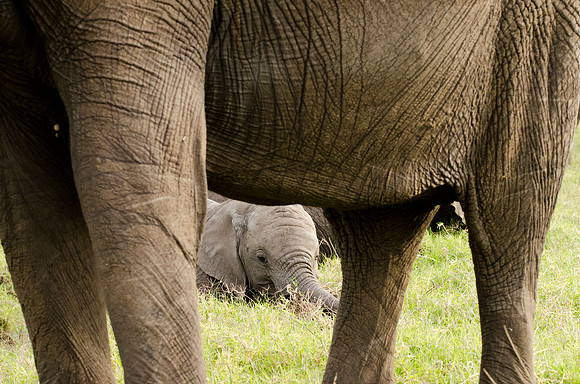 Elephant Calf Portrait 1