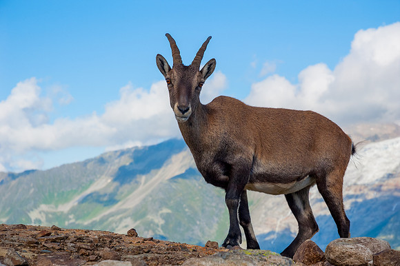 Female Alpine Ibex Portrait 2