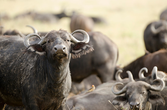 African Buffalo Portrait 2