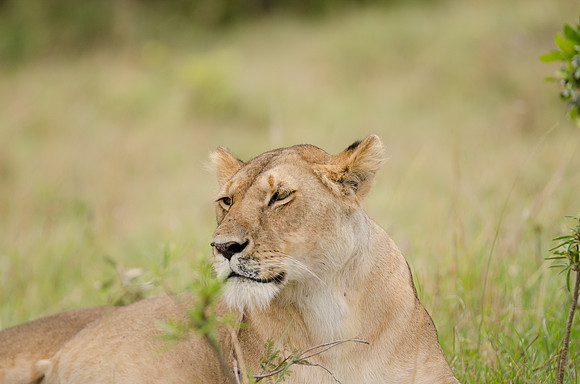 Lioness Portrait