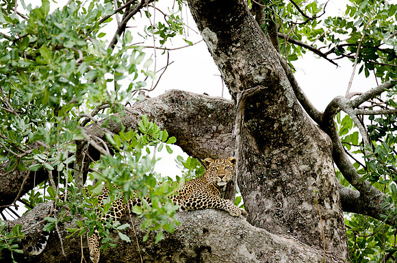 Leopard in a Tree 2