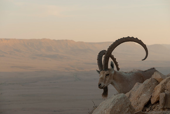 Male Nubian Ibex at Sunset 3