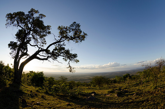Leopard's Favorite Tree