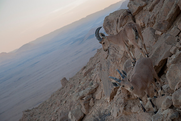 Juvenile Male Nubian Ibexes at Sunset