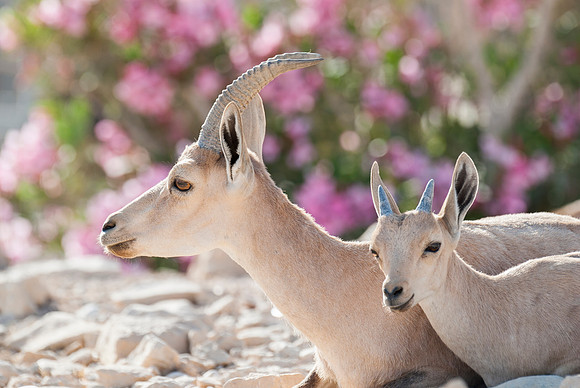 Mother and Fawn Nubian Ibex Portrait