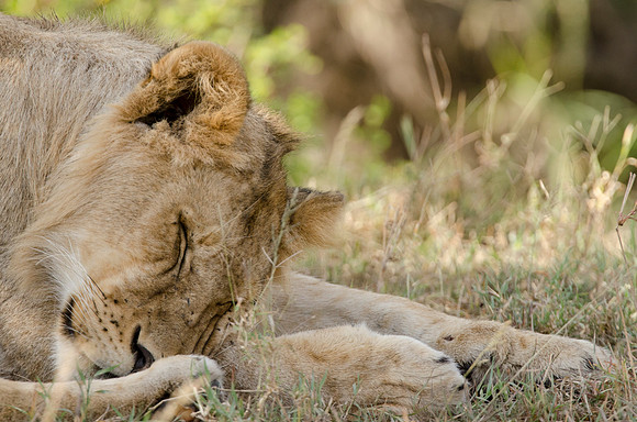 Young male lion Portrait 4