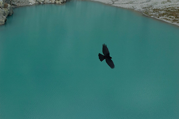 Alpine Chough over Lac Blanc