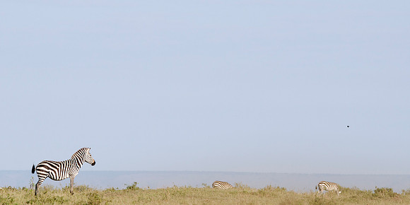 Masai Zebra in Mara Plain