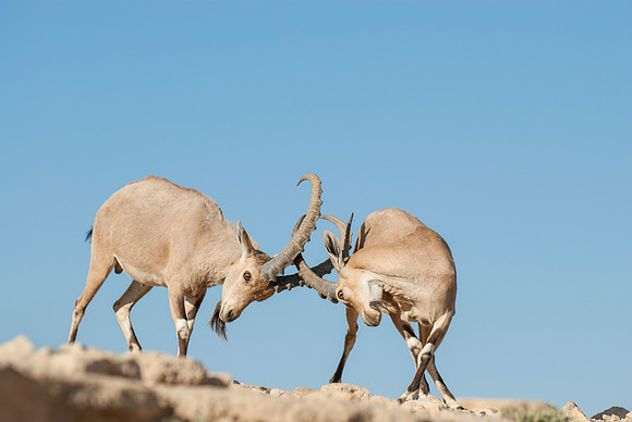 Juvenile Male Nubian Ibexes Sparring 1