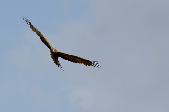 Black Kite in Flight 2