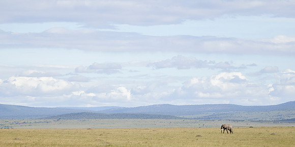Lone Elephant roaming  Mara Plain 1