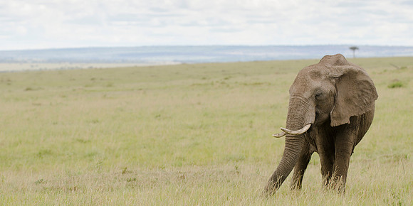 African Elephant Portrait 2