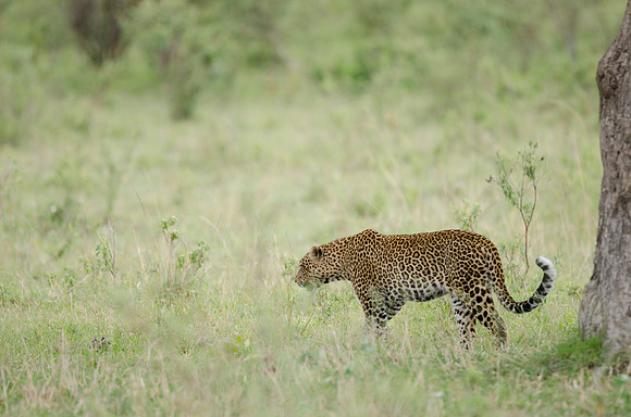 Walking Leopard