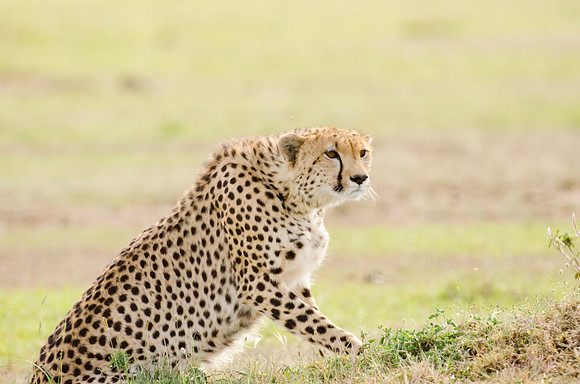 Cheetah Portrait 4