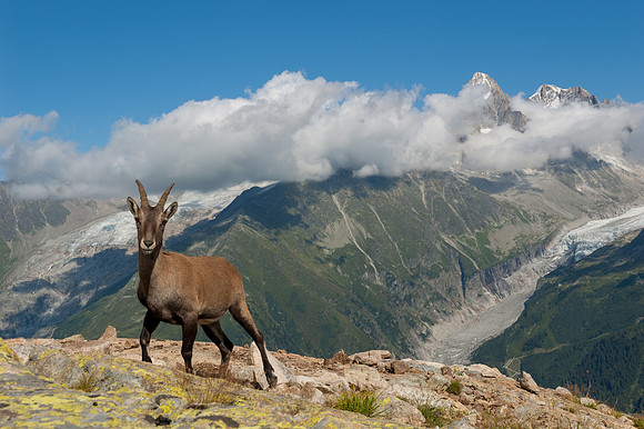 Female Alpine Ibex with glacier