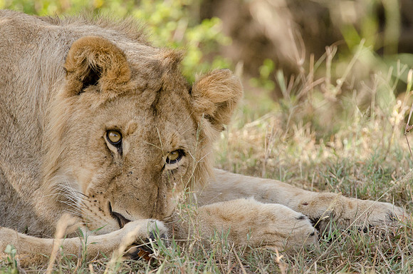 Young Male Lion Portrait 2