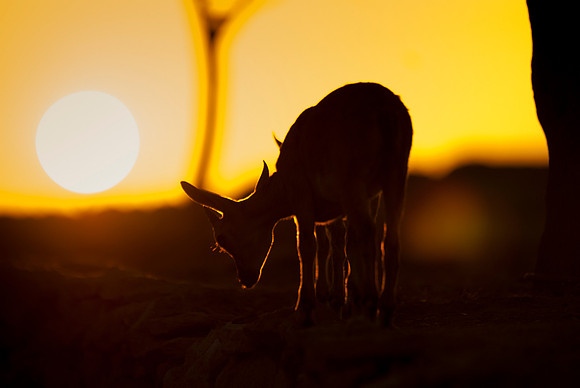 Nubian Ibex Fawn at Sunrise 2