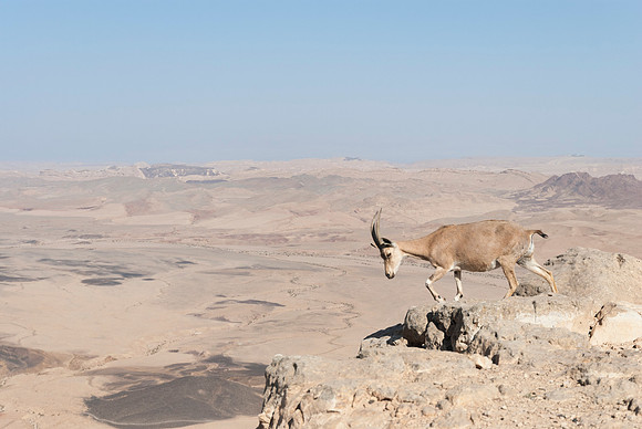 Female Nubian Ibex on the Cliff at Ramon Crater