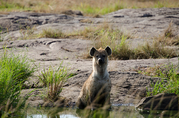 Lone Hyena 2
