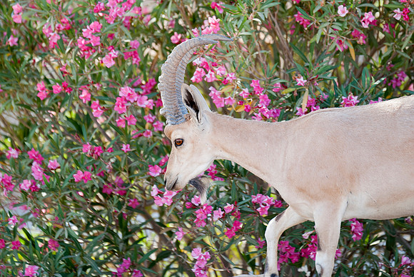 Juvenile Male Nubian Ibex Portrait 1