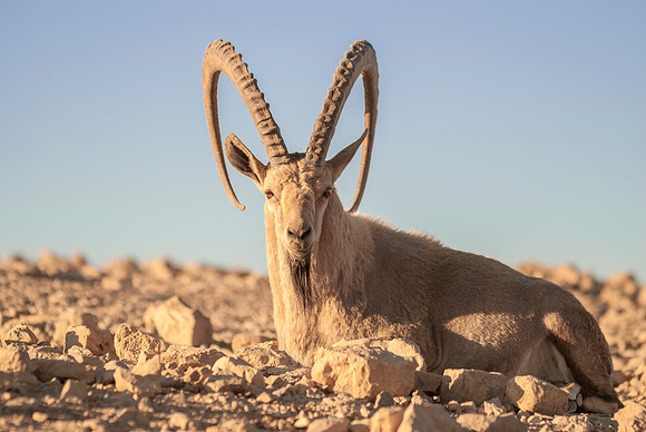 Male Nubian Ibex Portrait 1