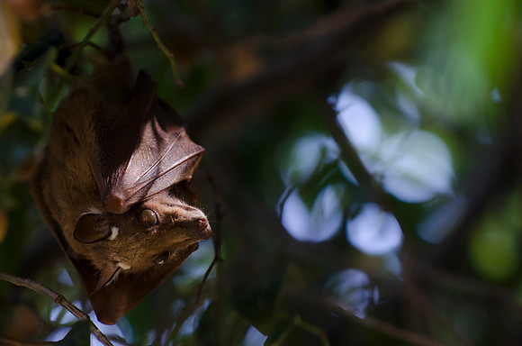 Epauletted Fruit Bat Portrait 2