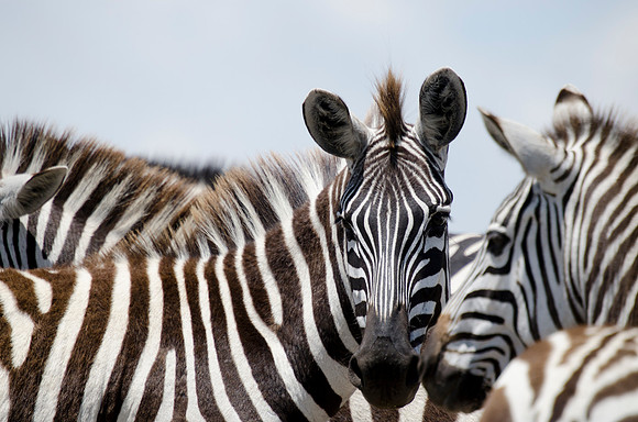 Masai Zebra Portrait 1