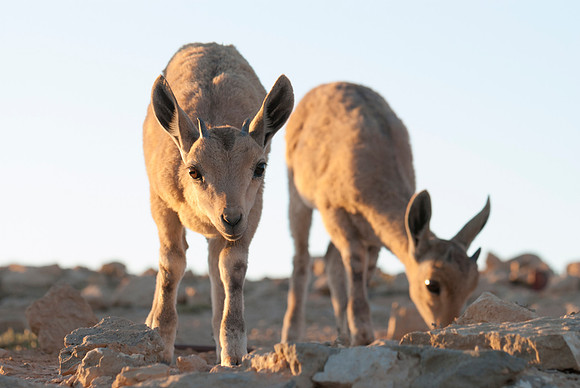 Nubian Ibex Fawns Portrait 1