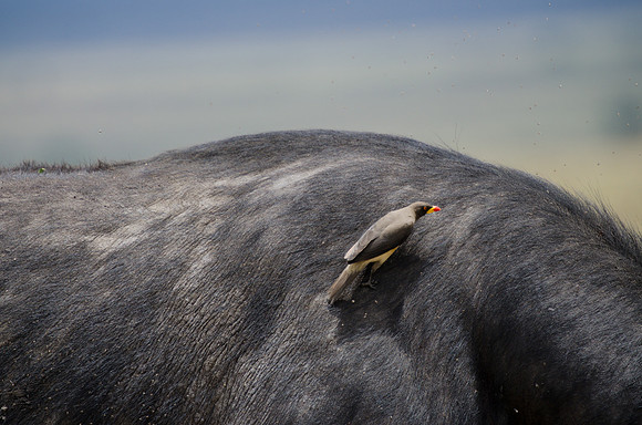 Ox Pecker on Buffalo's Shoulder