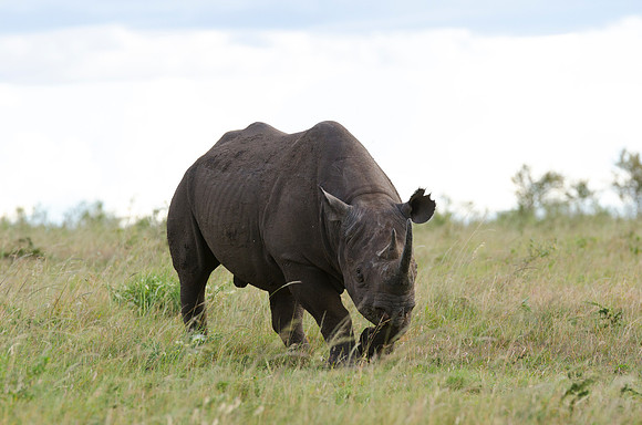 Black Rhino Portrait 4