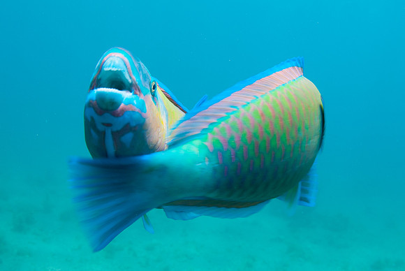 Aquatic Tango 2