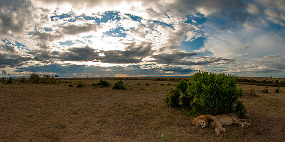 A Male Lion having a late afternoon Siesta