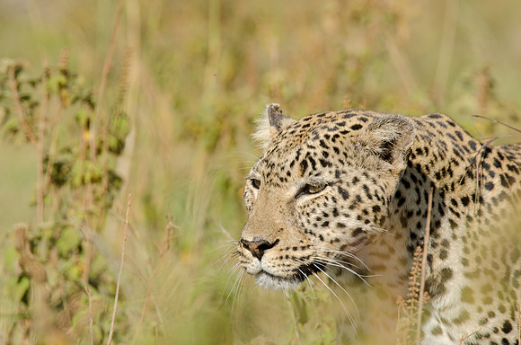 Leopard Portrait 1