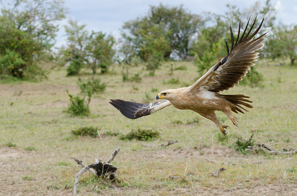 Tawny Eagle Taking Off