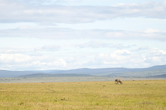 Lone Elephant Roaming Mara Plain 2